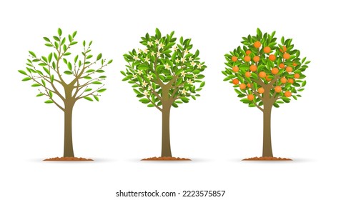 Orange tree growth stages. Mandarin or peach fruits trees planting vector illustration, grown tangerine garden ripen plant isolated on white background