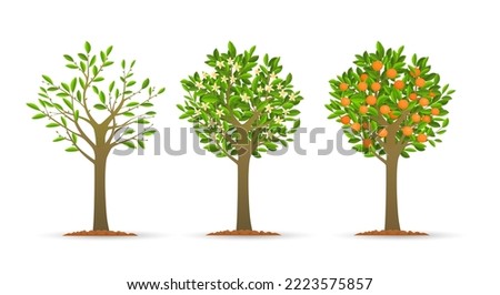 Orange tree growth stages. Mandarin or peach fruits trees planting vector illustration, grown tangerine garden ripen plant isolated on white background