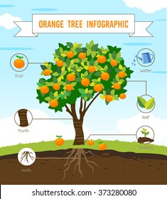 orange tree info graphic vector