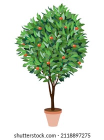 Orange tree isolated on black background. Houseplant. Vector illustration EPS 10