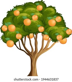 Orange tree isolated on white background illustration