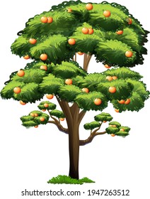 Orange tree isolated on white background illustration