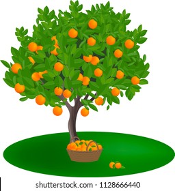 Orange Tree On White Background. Basket Filled With Orange Fruit. Vector Illustration