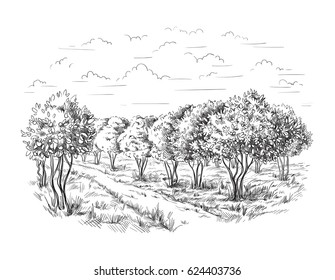 Orange - Orange tree Orange Park vector illustration sketch drawing