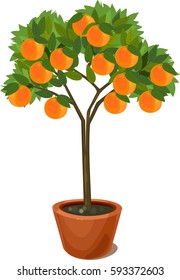 Orange Tree In Pot