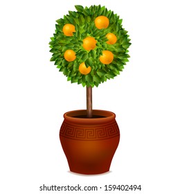 Orange tree in a pot isolated on white background