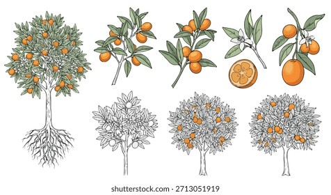 Naranjo con raíces y ramas de frutas
