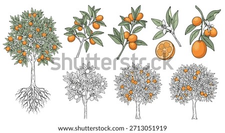 Orange tree with roots and fruit branches