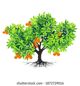 orange tree with white background. illustration vector
