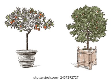 Orange trees flower pot ripe citrus fruits garden hand drawn vector illustration isolated on white