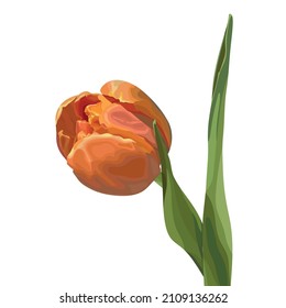 Orange tulip on a white background. Spring Flower. Vector illustration.