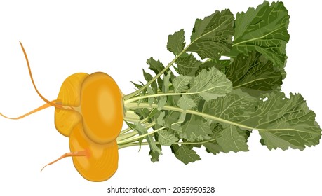 Orange turnip for banners, flyers, posters, cards. Bunch of yellow turnips with tops. Fresh organic and healthy, diet and vegetarian vegetables. Vector illustration isolated on white background.