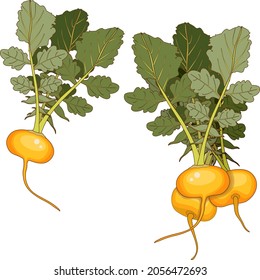Orange turnip for banners, flyers, posters, cards. Bunch of yellow turnips with tops. Orange turnip in cartoon style. Fresh organic vegetables. Vector illustration isolated on white background.