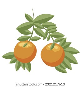 Orange. Orange twig on white background. Vector illustration.