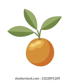 Orange. Orange twig on white background. Vector illustration.