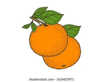 Orange two fruit on branch hand drawn sketch vector illustration set. Orange vegan ingredient collection isolated on white background. Orange citrus fruits.