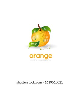 orange vector design isolated on white background. fresh fruit vector