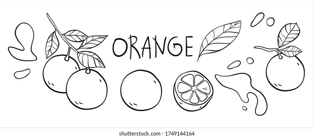 Orangefarbene Vektor-Doodle-Elemente und Schriftsatz. Die Aufschrift "orange", die handgezeichnet Umrisse von ganzen Früchten, Orangen auf einem Ast, schneiden Orange, Zitrusblätter, Säfte. Black Line Art  