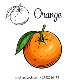Orange vector drawing icon. Hand drawn citrus in retro style, fruit illustration for design advertising products shop or market.