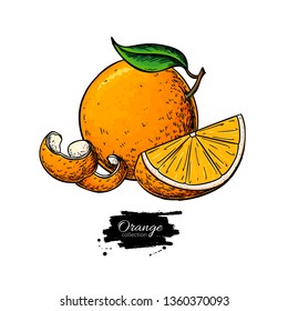 Orange vector drawing. Summer fruit color illustration. Isolated hand drawn whole orange, slice and peel. Botanical sketch of citrus. Vintage tropical food for label, print, juice packaging