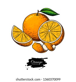 Orange vector drawing. Summer fruit color illustration. Isolated hand drawn whole orange, slice and peel. Botanical sketch of citrus. Vintage tropical food for label, print, juice packaging