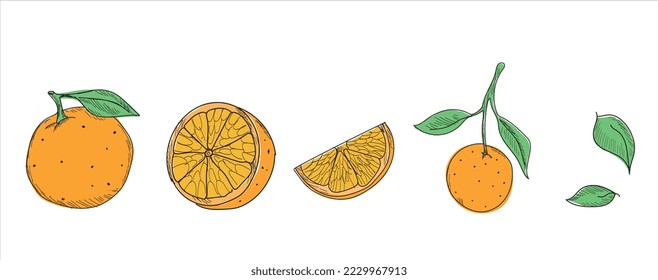 Orange vector drawn on a white background. Vector drawing of fruits. Abstract stains. Colorful oranges.