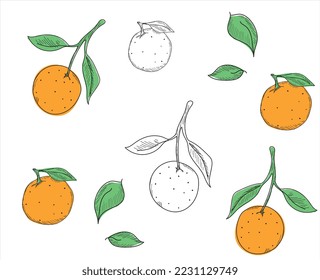 Orange vector drawn on a white background. Vector drawing of fruits. Abstract stains. Colorful oranges.	