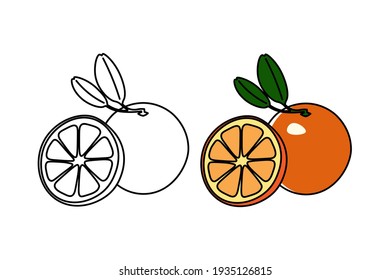 Orange vector illustration. Orange for coloring book. Natural fresh farm food for healthy nutrition isolated on white background.