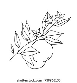Orange vector illustration. Doodle style. Design, print, logo, decor, textile, paper.