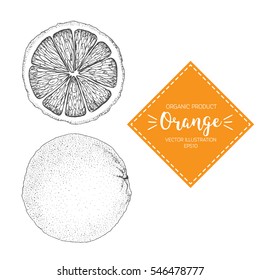 Orange vector illustration. Hand-drawn design element. A fruit drawn in vintage style