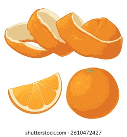 Orange vector illustration isolated on white background. Orange, orange slice, peel. Fruit Orange set
