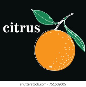orange vector illustration on a black background ,fruit,chalk, contour