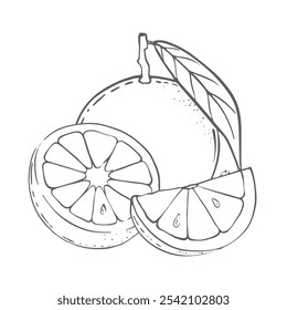 Orange, vector Illustration On a white background. Ingredient for juice, mulled wine, recipes, charlotte, jam, preserves, compotes. Harvest in the garden. Printing typography, textiles
