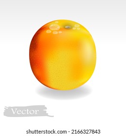 Orange vector illustration in realistic style