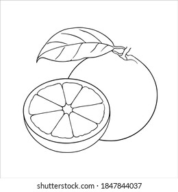 Orange vector sketch on white background. Isolated linear icon of an orange with leaf and a half an orange.