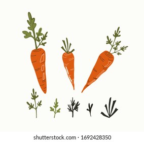 Orange vegetable a carrot with tops, isolated vector illustration. Emblem for pesati on kitchen products.