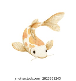 Orange and white koi fish face