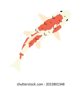 orange and white koi fish on white background