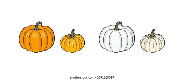 Orange and white pumpkins of different sizes on a white. Autumn seasonal vegetable. Vector design element for country fair, farm market, food store, wrapper and packaging. Template for autumn festival