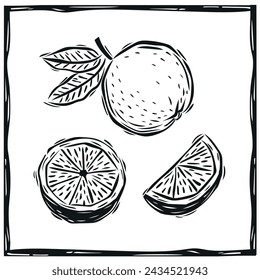 Orange whole and in pieces in woodcut style. Vector illustration in vintage style