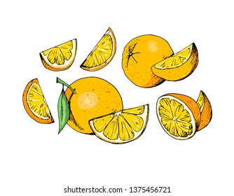 Orange whole and slices of oranges. Vector illustration of oranges.