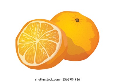 Orange whole and slices of oranges. Vector illustration in white background . Fully editable