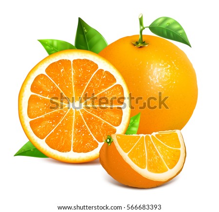 Orange whole and slices of oranges. Vector illustration of oranges. Fully editable handmade mesh.