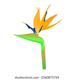  An orange wildflower from South America, isolated illustration element. Vector illustration of tropical flower called crane flower, bird of paradise or strelitzia reginae.