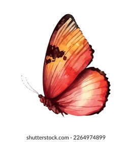 orange yellow butterfly watercolor isolated on a white background