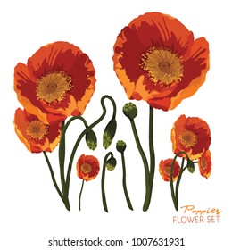 Orange and Yellow Poppies Flower arrangement on a white background, Vector Illustration.