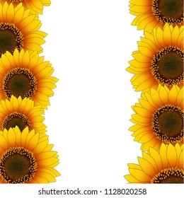 Orange Yellow Sunflower Border isolated on White Background. Vector Illustration.