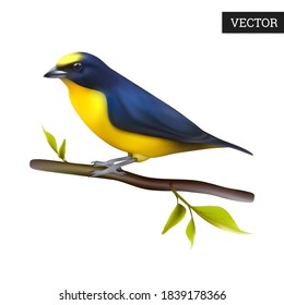 Orange-bellied Euphonia bird of Ecuador isolated on a white background. Realistic (Euphonia laniirostris). America bird. Vector illustration 3D. Natural bird icon on branch. Design element.