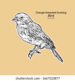 The Orange-breasted Bunting Is A Species Of Passerine Bird In The Family Cardinalidae. Hand Draw Sketch Vector.