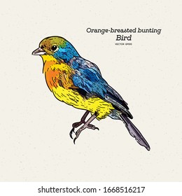 The Orange-breasted Bunting Is A Species Of Passerine Bird In The Family Cardinalidae. Hand Draw Sketch Vector.